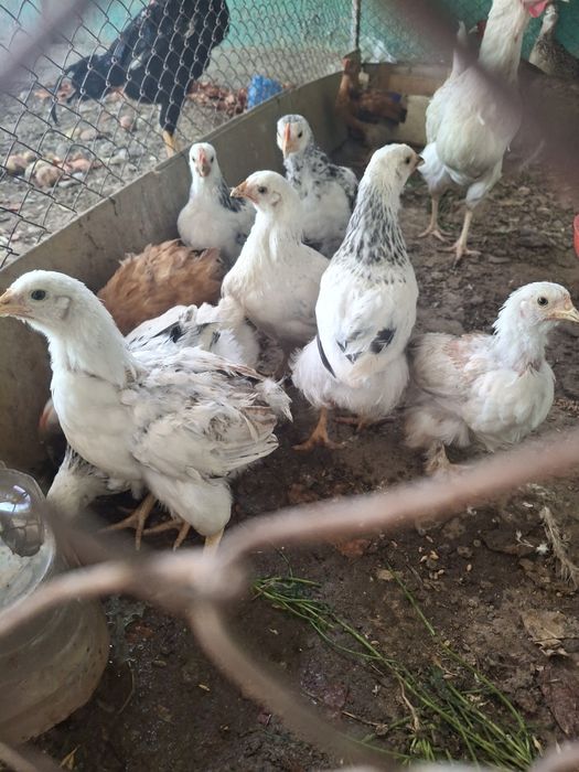 Кучен, адлер балапандар.