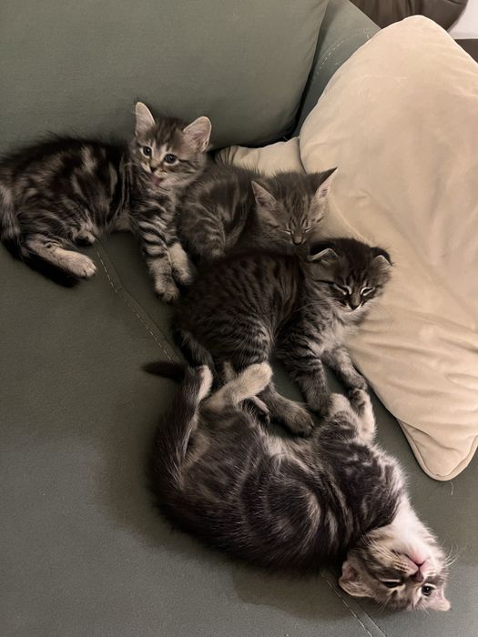 Котята породистые