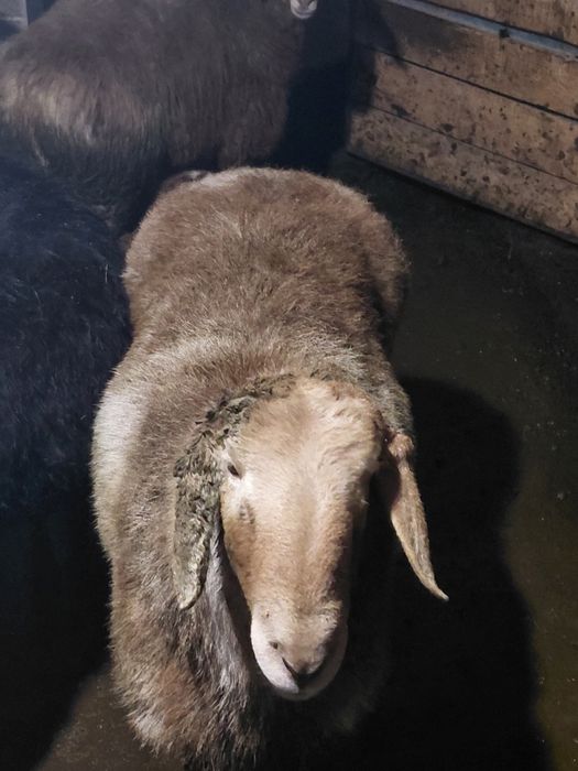 Кошкар бар пароды