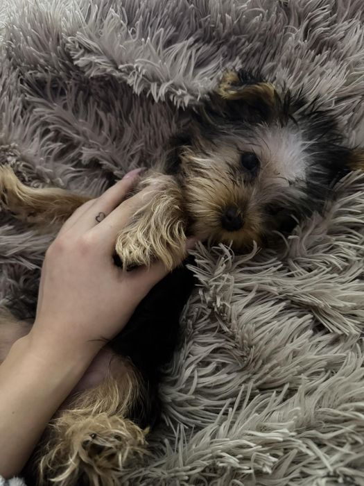 Йоркширски териер