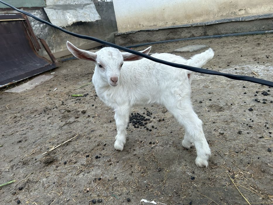 Коза и козлята продам