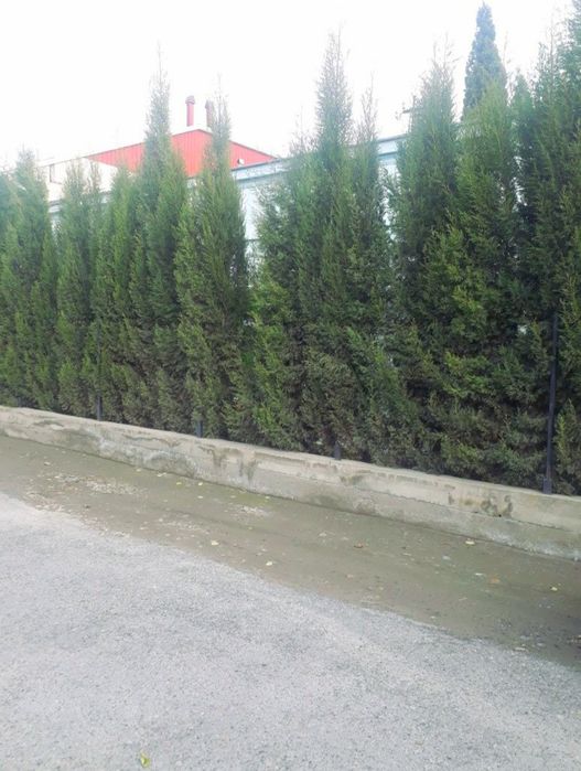 Туя  зелёный забор учун