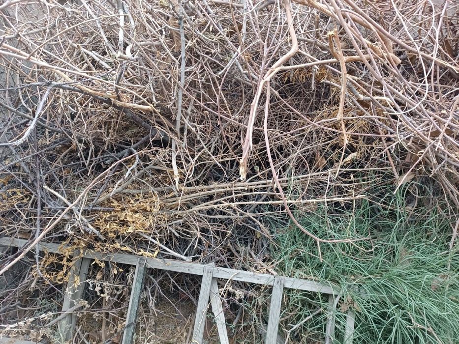 Daraxtlar shoxalari sotiladi