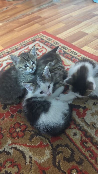 Котята 2месячные