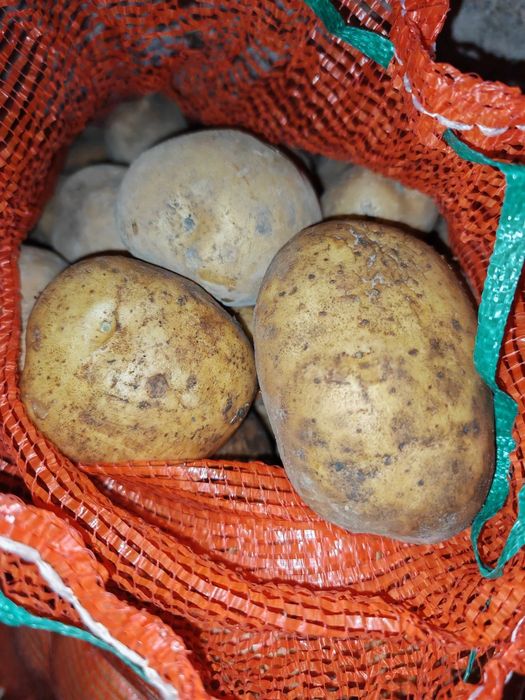 Картошка с Дачи Топар