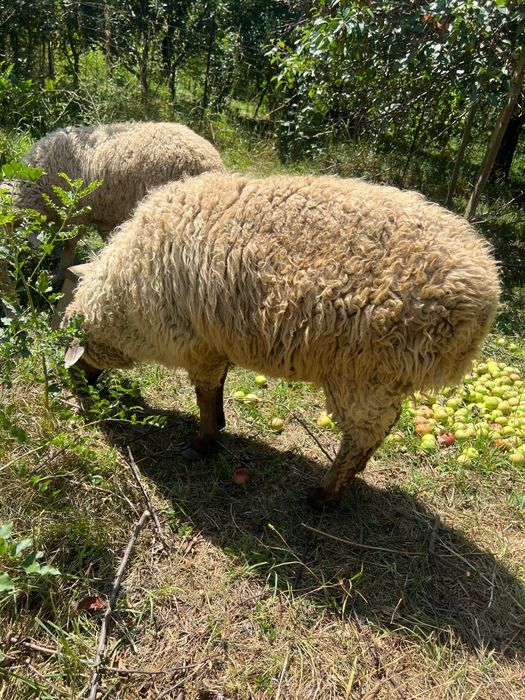 Продаются бараны