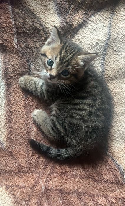 Отдам котят в хорошые руки