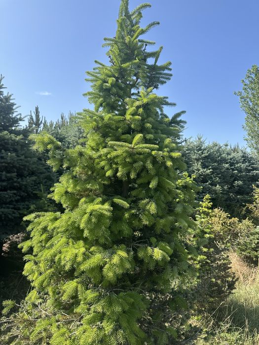 Альпийские пихты, Первые руки, Pihtalar birinchi qol