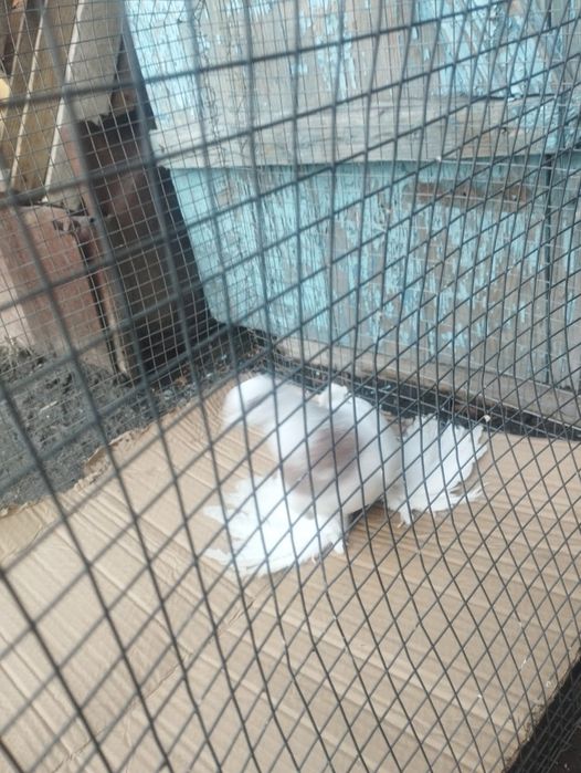 Продам самца племенной