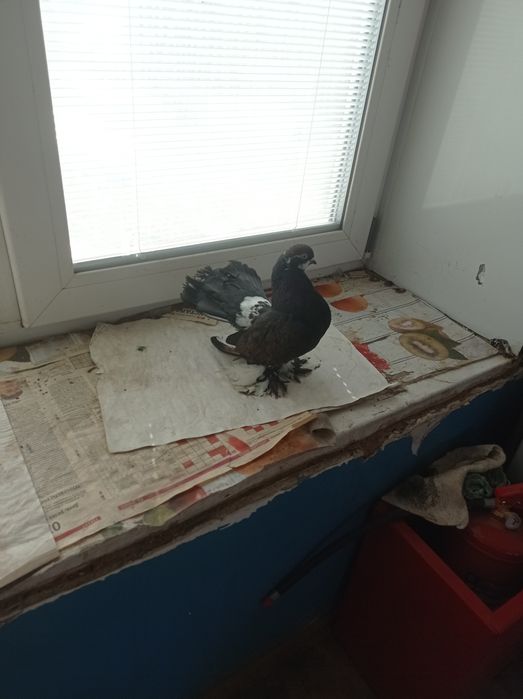 Голубь домашний ,продается