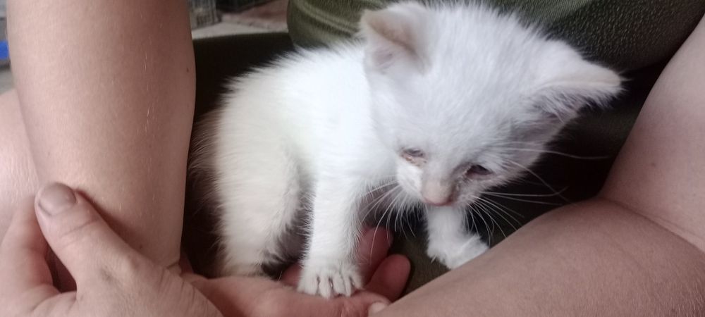 отдам котят, 2 котенка девочки