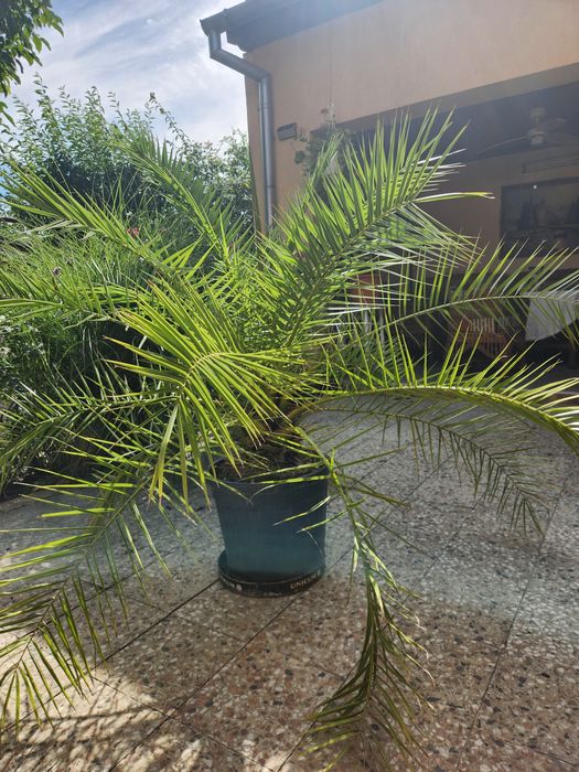 Palmier ornamental