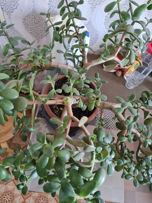 Денежное дерево, толстянка, крассула