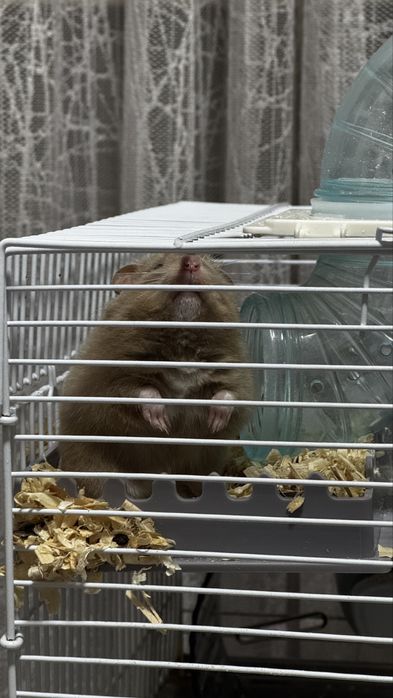 Продам хомяка с клеткой