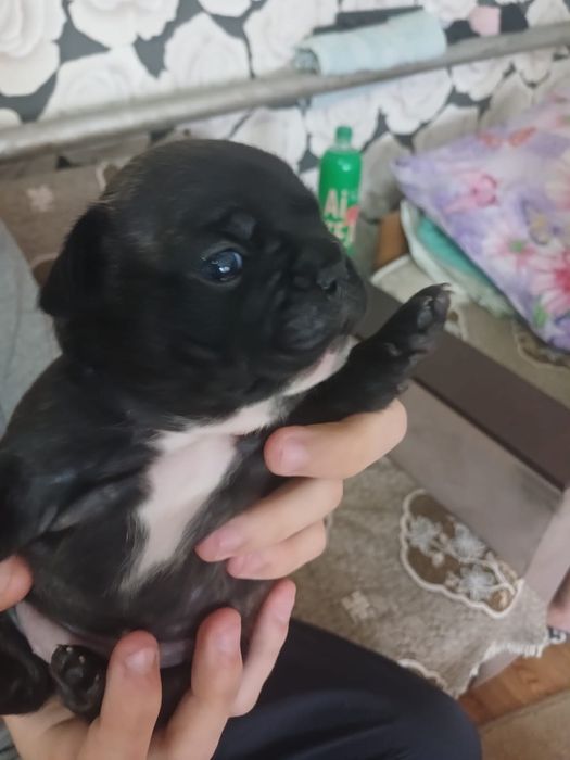 Щенки французкого бульдога