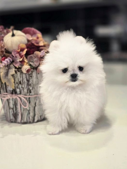 Pomeranian pedigree FCI - Top calitate