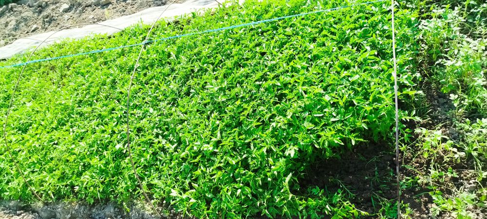 Har xil turdagi ishonchli koʻchatlar