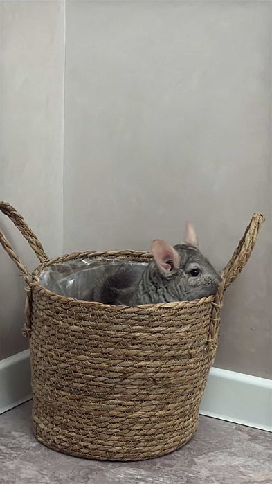 Продам Шиншиллу в хорошие руки