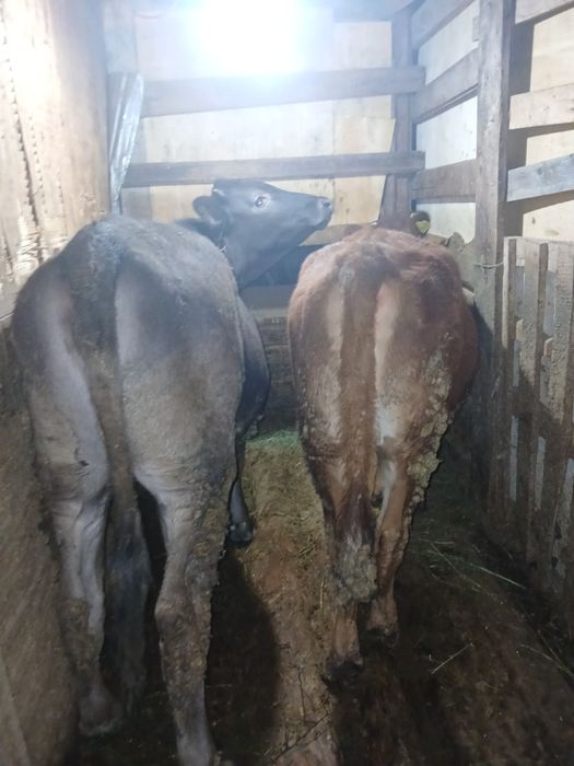 Тёлочки продам 2 Тёлочки жирные