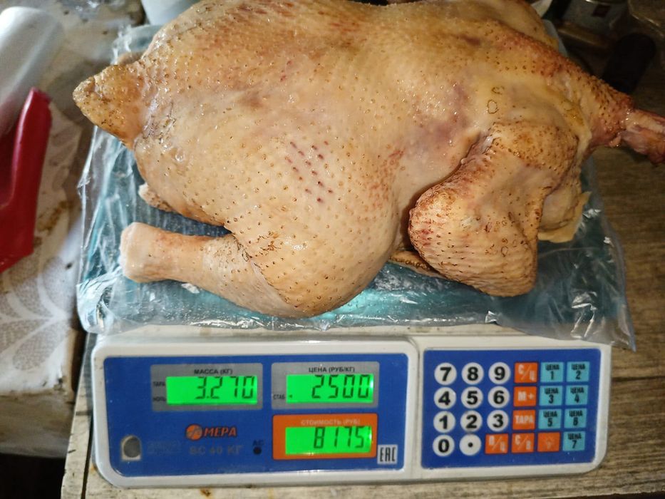 Продам бройлеров и индоуток тушками.