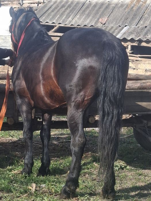 Vand cal castrat de 7 ani