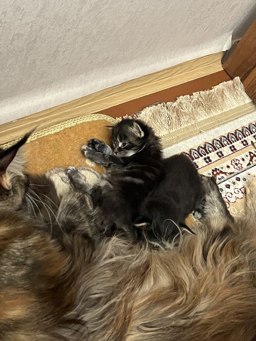 Продам котят мейнкунов