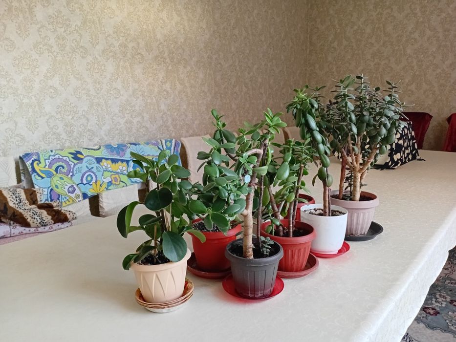 Продаю комнатный цветы