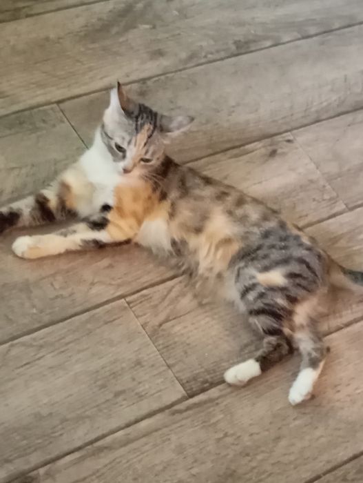 Отдам кота и кошку