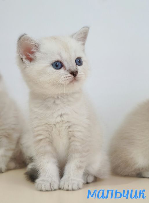 британские котята