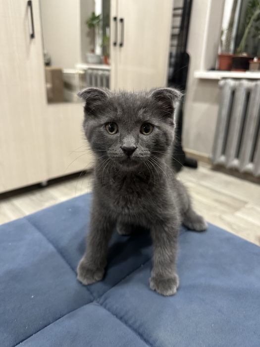 Срочная продажа котят