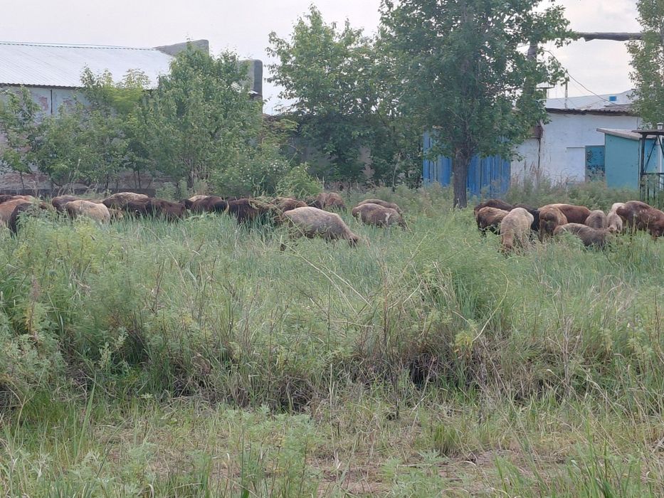 Бараны, кой бар.
