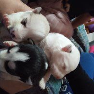 Открыта бронь на щенков хаски