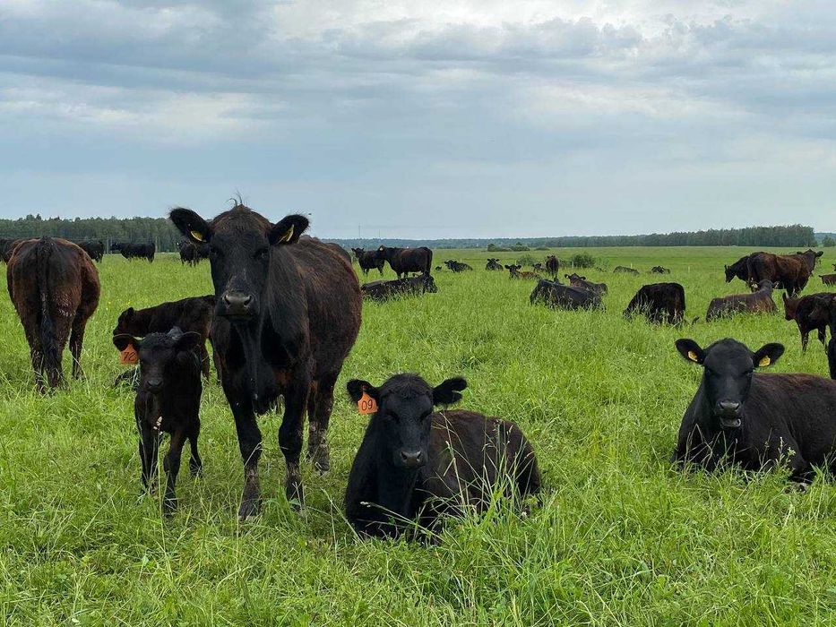 #Продажбанаакции #акционернодружество #създавамеферма #съкооператори