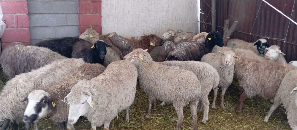 Бараны. котные. 22