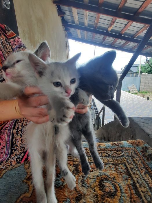 Отдадим котят в добрые руки