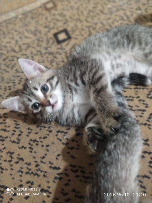 котята 1-месячные