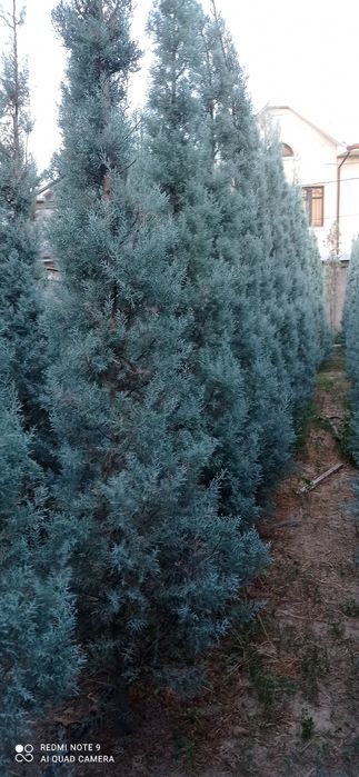 Arizonka kiparis sotiladi