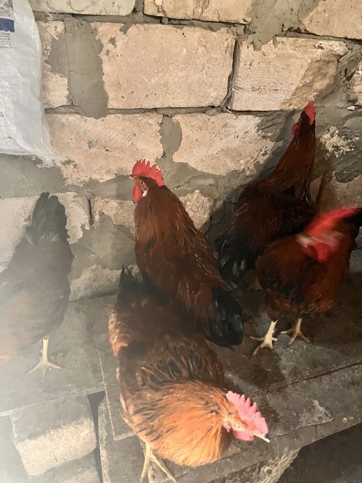 Көрпе астындағы жалаңаш жігіттер