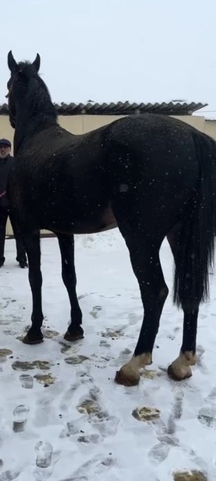 Жеребец на племя, подарок, кокпар