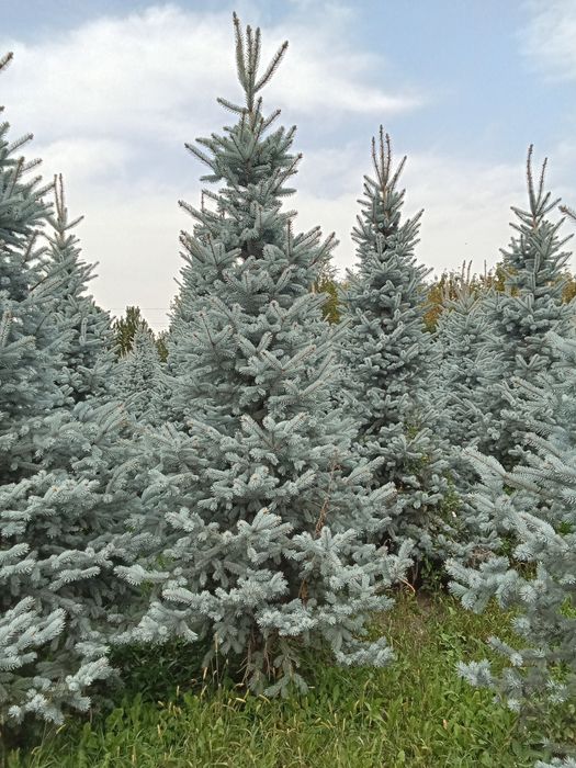 Голубые ёлки крупномеры