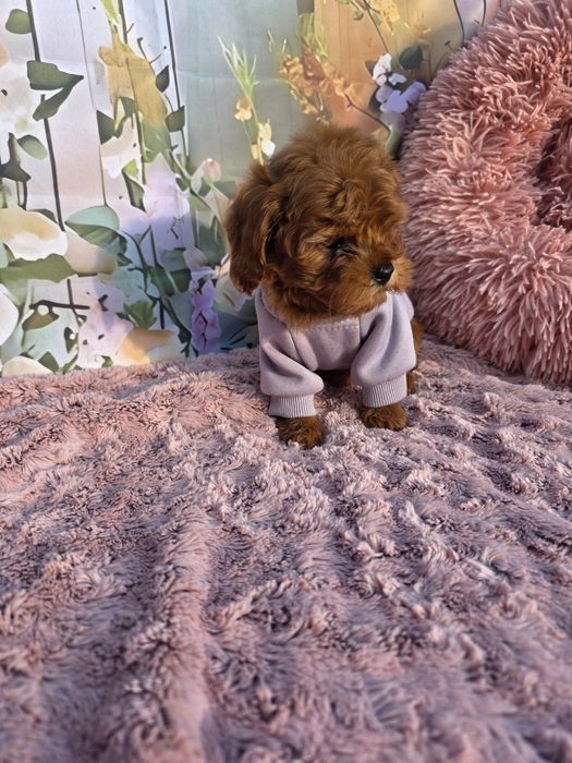 Всички ваксини!Малтипу момичета/майка малтипу баща тийкъп пудел