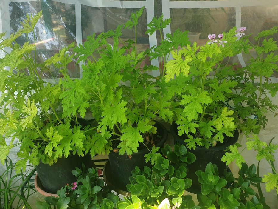 Vand plante la ghiveci