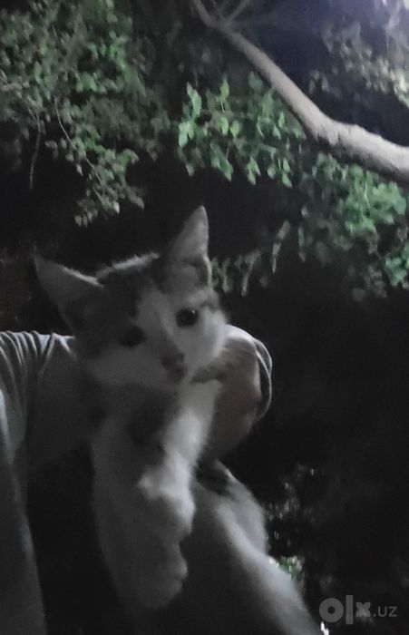 Маленький котёнок домашний