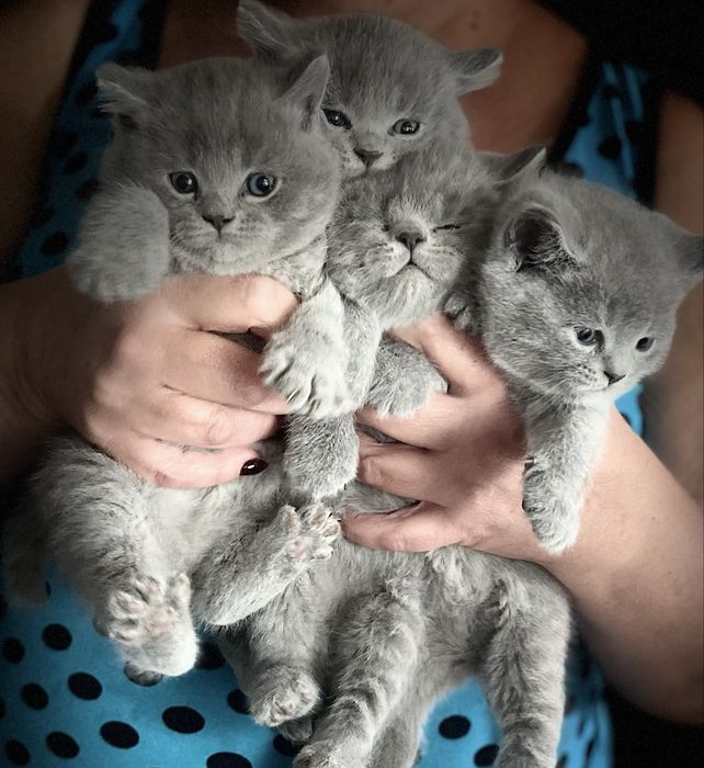 Британские котята