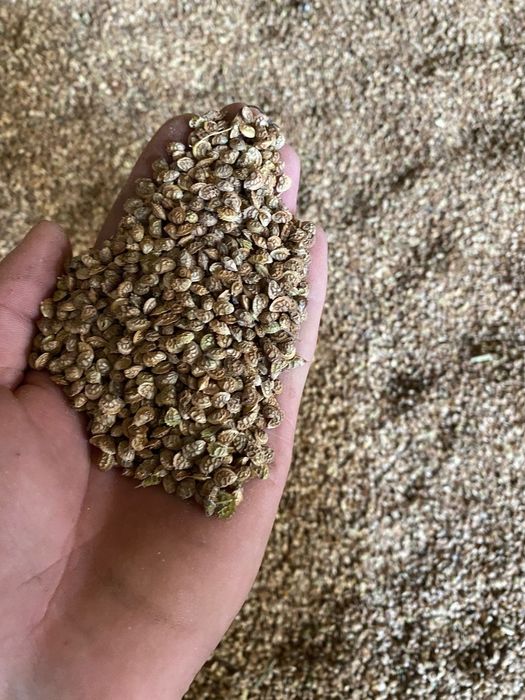 Семена Эспарцета