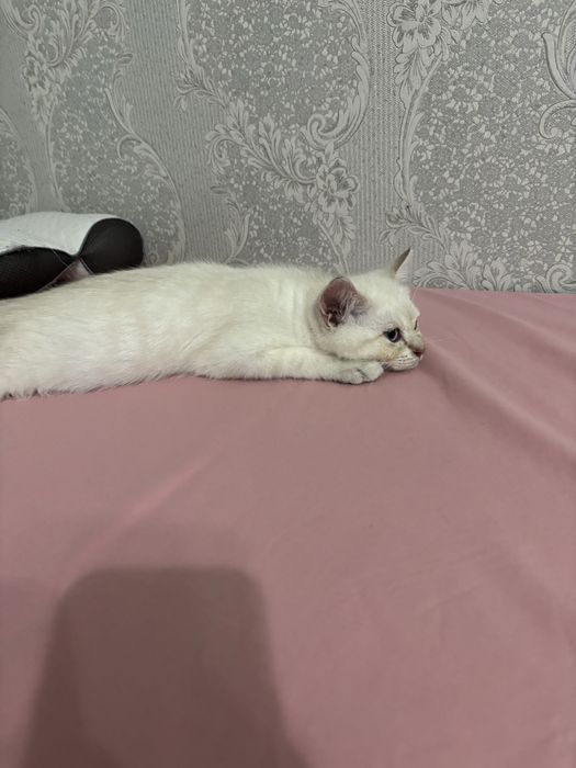 Шотландец котенок 4 месяцев