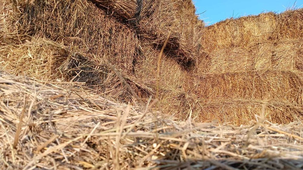сено в квадратных тюках, осенние