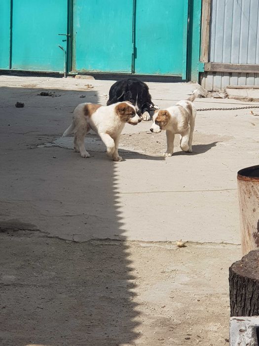 Алабай  (САО) щенок