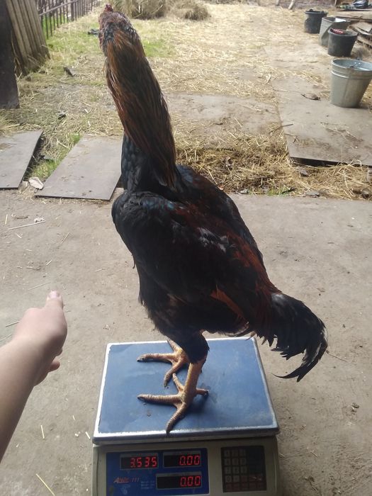 Katta xorozlar bilan hardkor