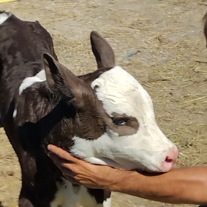 vand un tauras baltat